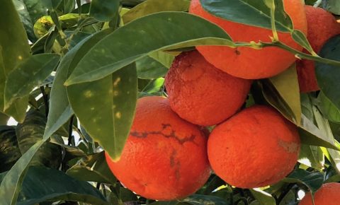 Casa Isa Elena - Cadiz Oranges